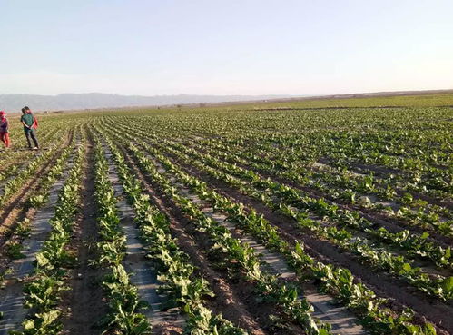 中糖協(xié) 甜菜面積或大幅下滑 相關(guān)支持亟須跟進