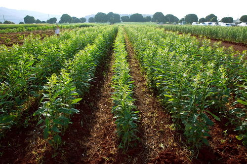 旱地適應(yīng)種那 些經(jīng)濟作物