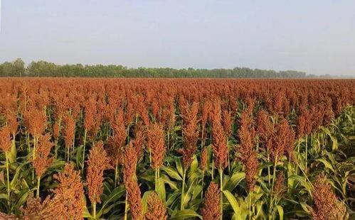 看 黃河三角洲鹽堿地里不斷種出高產(chǎn)作物