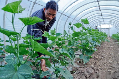 這些肥料十人有九人全用錯(cuò)了,再不改過(guò)來(lái),對(duì)作物有害無(wú)利