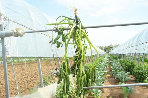 農(nóng)民轉(zhuǎn)型經(jīng)濟作物,不管投入大小,3個細(xì)節(jié)決定種植成敗