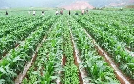 增產(chǎn)增收減災(zāi)害 30種常見作物間作套種方法 實用有效 快收藏